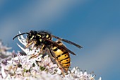 Wasp feeding on flowers