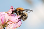 Carder-bee feeding on flowers
