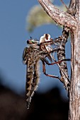 Robber fly and prey