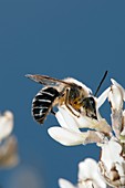Long-horned bee feeding on broom flowers