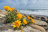 Yellow daisies (Didelta carnosa)