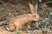 Cape hare feeding