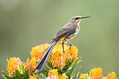 Cape sugarbird on a flower