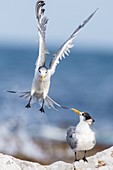 Crested terns