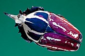 Goliathus beetle specimen