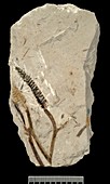 Protobarinophyton,plant fossil