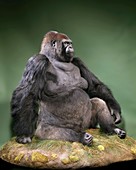 Western lowland gorilla,stuffed specimen