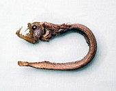 Viperfish,historical specimen