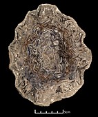 Petrified tree fern,tree trunk fossil