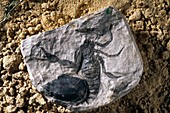 Cyclophthalmus senior,insect fossil