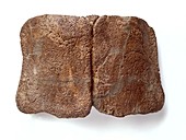 Edmontonia dinosaur,fossil collar plates