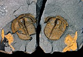 Trinucleus,trilobite fossil