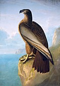Bald eagle,19th century