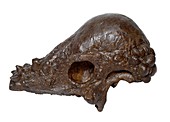 Pachycephalosaurus dinosaur,fossil skull