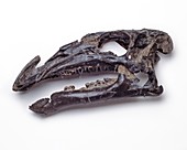 Iguanodon dinosaur,fossil skull