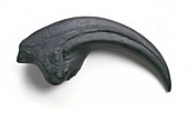 Torvosaurus dinosaur,fossil claw