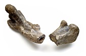 Dryosaurus dinosaur,fossil thigh bone