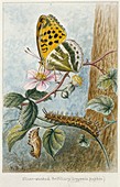 Silver-washed fritillary,20th century