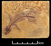 Ardeosaurus brevipes,lizard fossil