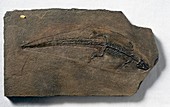 Sharovisaurus karatauensis,lizard fossil