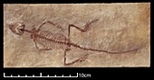 Homoeosaurus maximiliani,lizard fossil