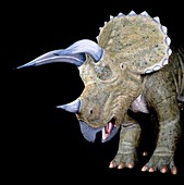 Triceratops dinosaur,museum model