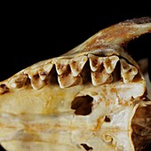 Common tree shrew,teeth and mandible