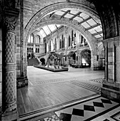 Natural History Museum's Central Hall