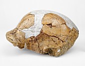 Homo erectus cranium (OH 9)