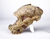 Paranthropus robustus cranium (SK46)