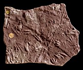 Rhynchosaurus reptile,footprint fossil