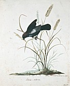 Blue-black grassquit,18th century