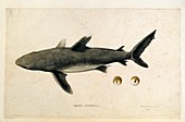 Carcharhinus shark,18th century