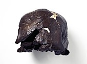 Homo sapiens cranium (Omo 2)