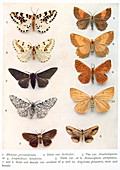 Butterfly specimens,artwork