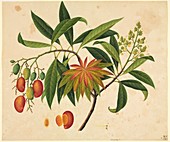 Mangifera indica,19th-century artwork