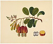 Reeves botanical artwork,19th century