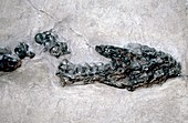 Plesiosaurus marine reptile,fossil skull