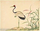 Red-crowned crane,19th century