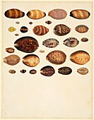 Mollusc shells,19th century