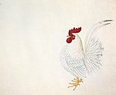 Red junglefowl,19th century