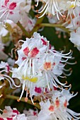Aesculus hippocastanum flowers blushing