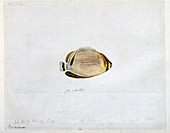 Redfin butterflyfish,18th century