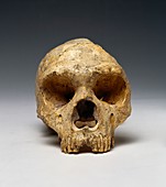 Neanderthal cranium (Gibraltar 1)