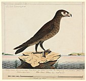 Wedge-tailed eagle,18th century