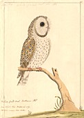 Barn owl,18th century
