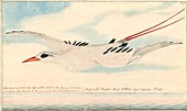 Red-tailed tropicbird,18th century