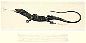 Lace monitor lizard,18th century