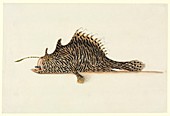 Striped anglerfish,18th century