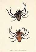 Australian spiders,18th century